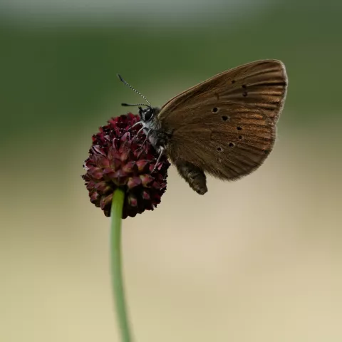 L'Azuré des paluds - © M. Grosjean