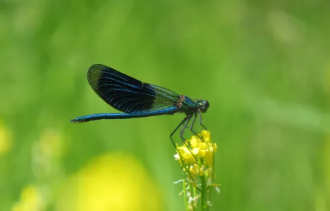 Caloptéryx éclatant mâle