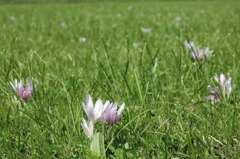 Prairie à colchique le long du Madon - CD54 / C. Grandmaitre