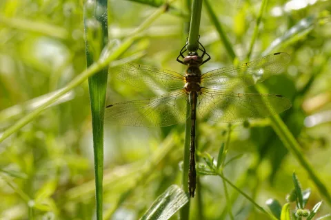 Cordulie à corps fin - CD54 / D. Philippe