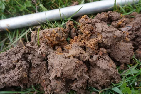 Prélèvement tarière 