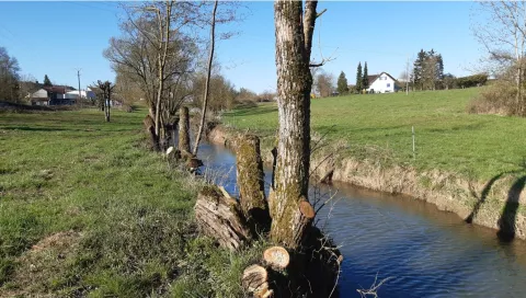 Coupes d’arbres à Poussay